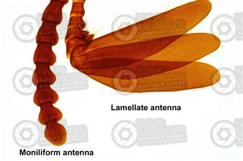 Insect Antenna 10x Insecta Insects Insecta Insects Arthropoda Arthropods