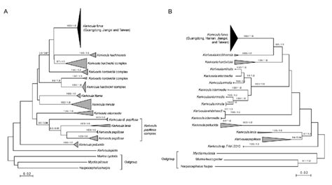 Maximum Likelihood Trees Of Kerivoula Species Reconstructed Based On