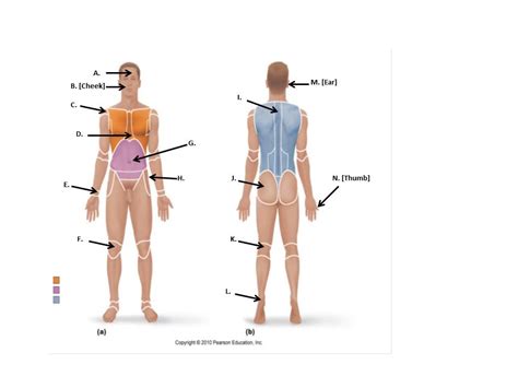 Language Of Anatomy Quiz: Trivia! | Attempts: 9521 - Trivia & Questions