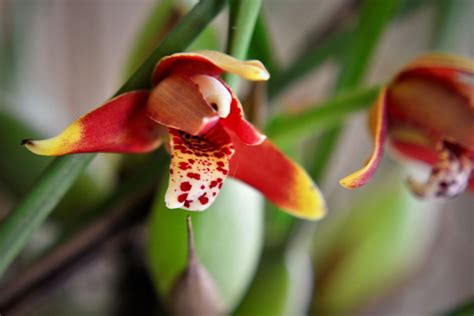 How To Grow And Care For Coconut Orchid Maxillaria Tenuifolia