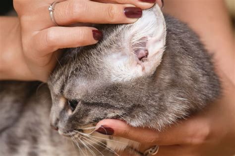 Ear Mites In Cats Boulder County Vet