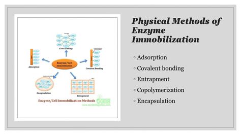 Physical Methods Of Enzyme Immobilization Pptc 6460309