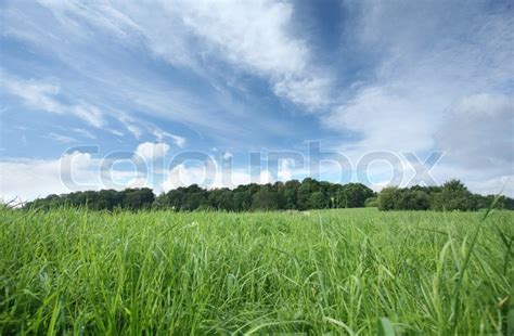 Grüne Frühling Landschaft mit grünen Stock Bild Colourbox