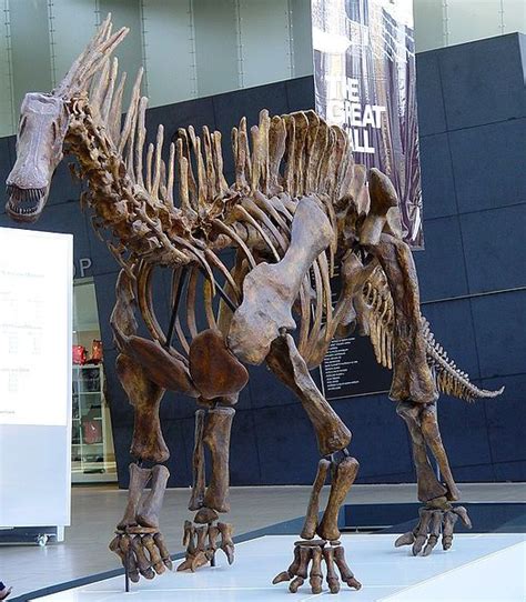 This picture shows a mounted skeleton of Amargasaurus, a Sauropod ...