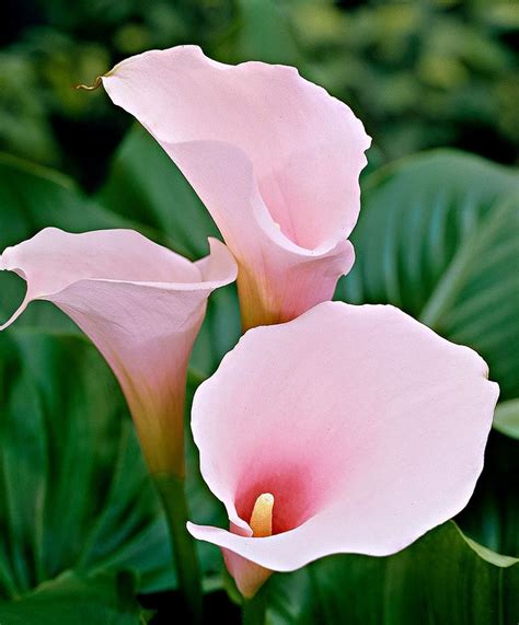 Pale Pink Calla Lily Flores De Corte Pinterest Pale Pink Calla