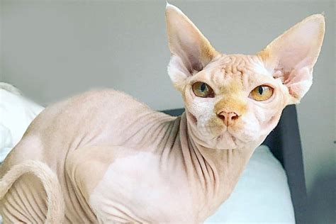 A Hairless Cat Sitting On Top Of A Bed