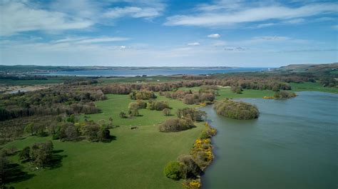 Aerial View of Green Trees · Free Stock Photo