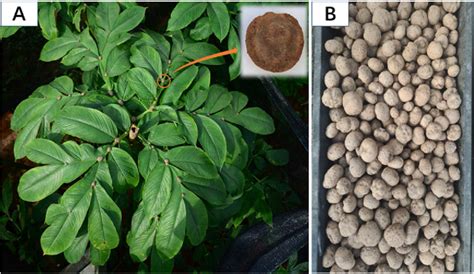 Effects Of Different Substrates On The Growth And Yield Of