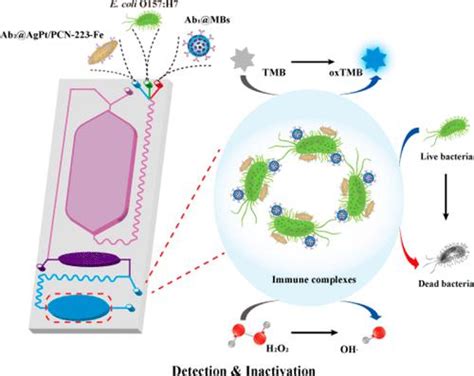 具有双金属金属有机框架的便携式生物传感器，用于视觉检测和消除细菌analytical Chemistry X Mol