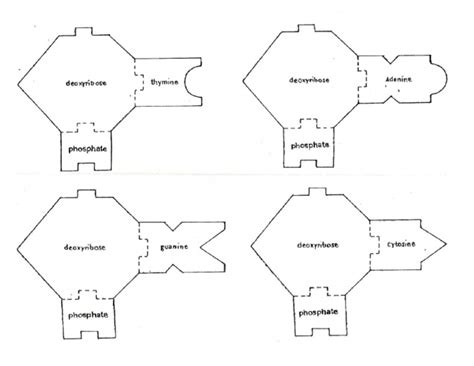 Dna Template | PDF