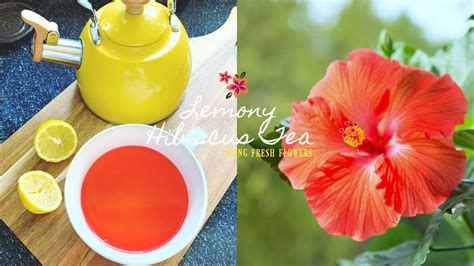 How To Prepare Hibiscus Flowers For Tea Best Flower Site