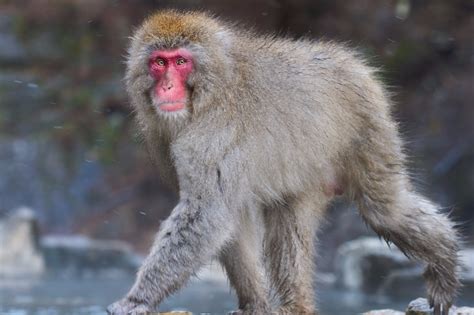 Snow Monkey Photography Tour Japan Blain Harasymiw Photography