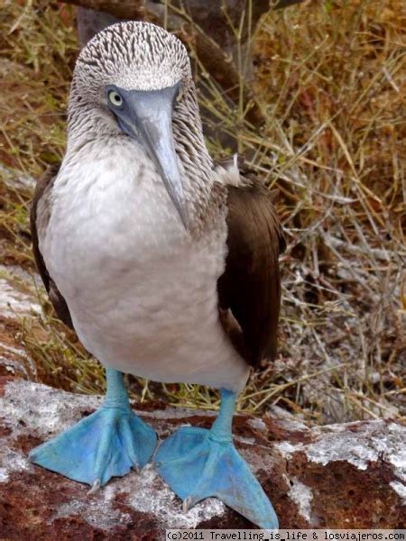 Piquero De Patas Azules Fotos De Ecuador Losviajeros