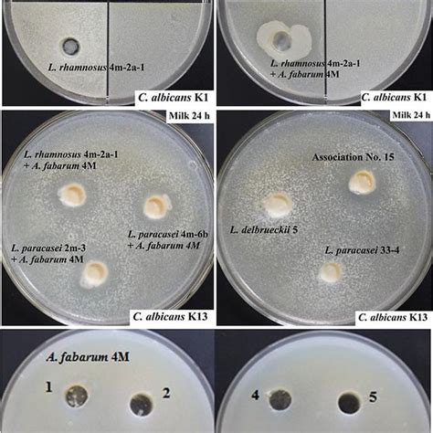 2400 PDFs | Review articles in ACETIC ACID BACTERIA