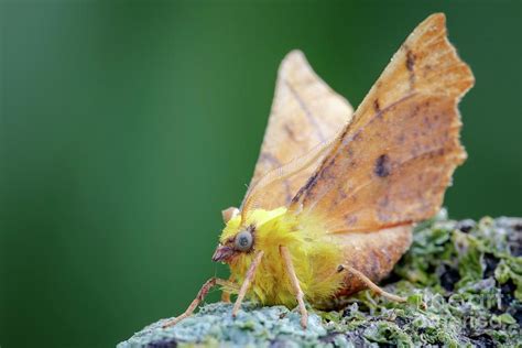 Canary Shouldered Thorn Moth By Heath Mcdonald Science Photo Library