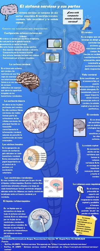 Infografía Del Sistema Nervioso Pdf