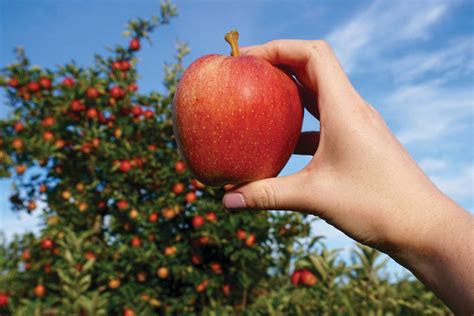 Apple Farms To Visit In The Hudson Valley Valley Table