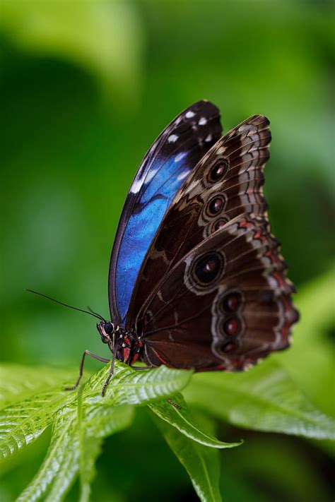 Royalty-Free photo: Close-up photograph of Morpho butterfly | PickPik