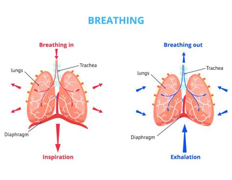 Respiration Class 10 Notes Cbse Class Notes Online Classnotes123