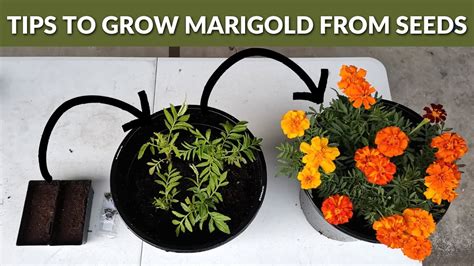 How To Grow Marigold Flowers From Seeds Step By Step Guide Youtube