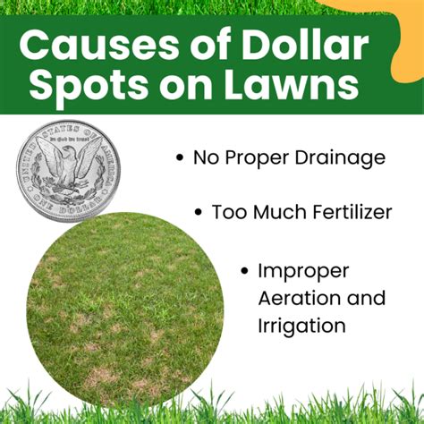 What Causes Dollar Spots On Lawns Landzie