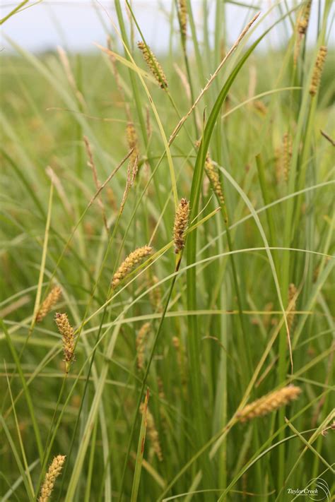Wooly sedge (Carex pellita) - Taylor Creek Restoration Nurseries