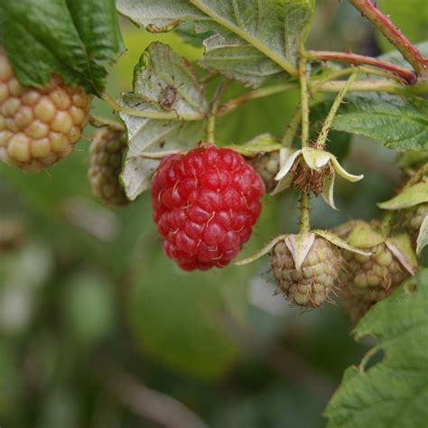 Rubus Idaeus Autumn Bliss Find Haveplanter