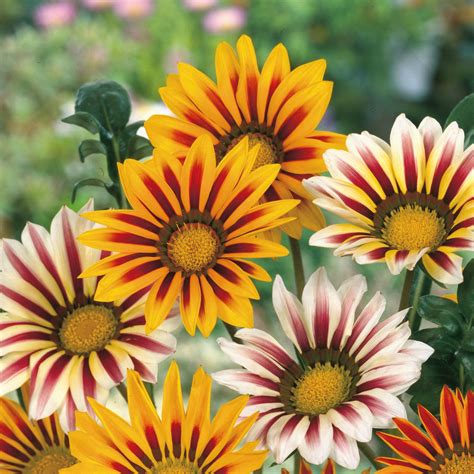 Unwins Gazania Tiger Stripes Mix Seeds Flowers Unwins Uk