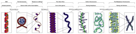 Chromatin vs Chromosome - Difference and Comparison | Diffen