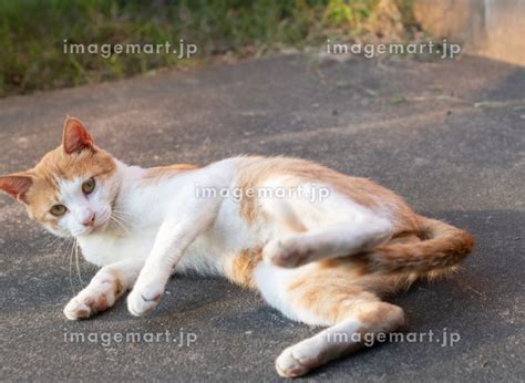 寝ころがる猫 茶トラ白の写真素材 200513800 イメージマート