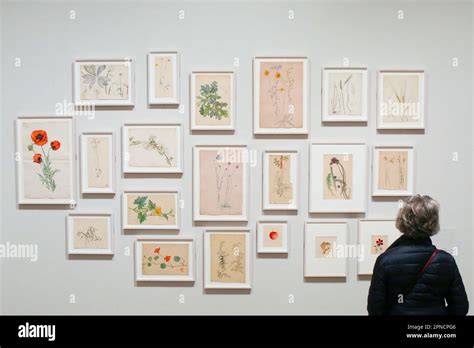 London Uk April 18 2023 Botanical Drawings By Hilma Af Klint On