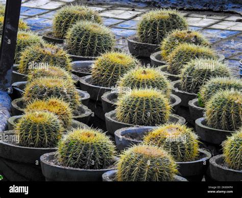 Golden Barrel Cactus Echinocactus Grusonii Or Kroenleinia Grusonii