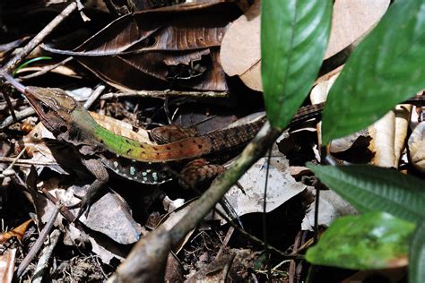 Galerie Photos Photographies Par Michel Andrieux Reptiles