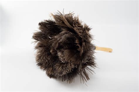 Ostrich Feather Duster Large Dust28 Hastings Ostrich Farms Australia