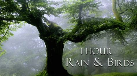 Soft Rain Bird Songs Nature Sounds Forest Ambience Hour Rain