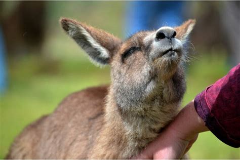 Can You Have A Pet Kangaroo? - Cool Wood Wildlife Park