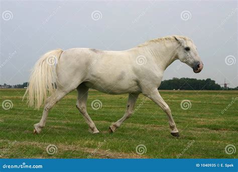 Angry Horses Royalty Free Stock Photography 85849427