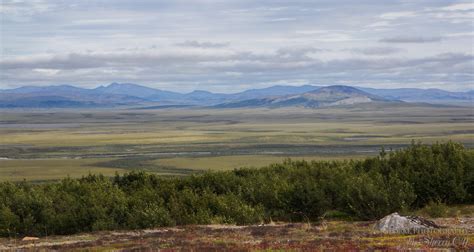 Where to Find Tundra Trees in Nome Alaska