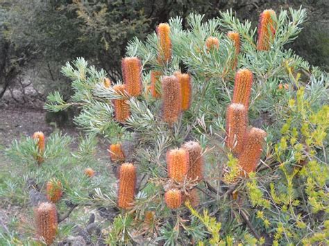 Banksia Honey Pots Pot Native Garden Australian Native Garden