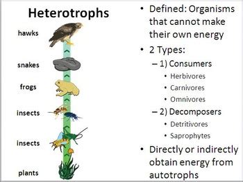 Autotrophs vs. Heterotrophs PowerPoint Presentation by Beverly Biology