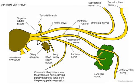 Ophthalmic Trigeminal Nerve