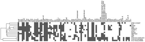 Phylogenetic Maximum Likelihood Tree Of The Concatenated Sequences Of