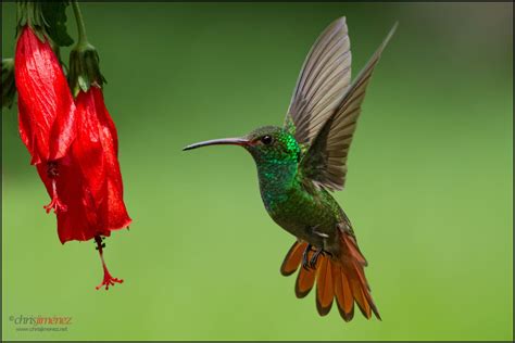 Rufous Tailed Hummingbird Hummingbird Rainforest Animals Costa Rica