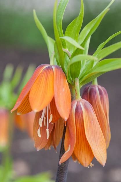 Gotas De Gua Na P Tala De Tulipa Foto Premium