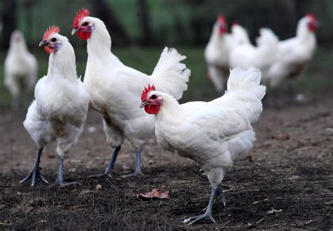 Adopter Des Poules Pour Réduire Ses Déchets La Promesse De Lopération