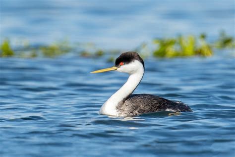 Western Grebe – Salt Spring Conservancy