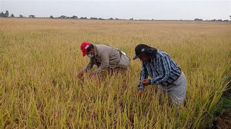 Piura La Siembra De Arroz Disminuye En Más Del 70 Según Junta De