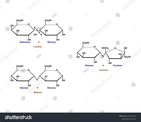 Vector Illustration Lactose Maltose Sucrose Disaccharide Stock Vector