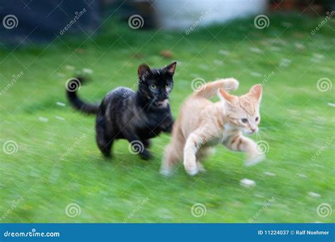 Cute kittens playing stock image. Image of chasing, playful - 11224037