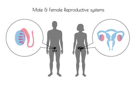 1 000 Testicule Illustrations Graphiques Vectoriels Libre De Droits